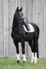 Ochraniacze przody PRO DRESSAGE FRONT Platinum 2024 - Eskadron - white
